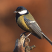 Great Tit